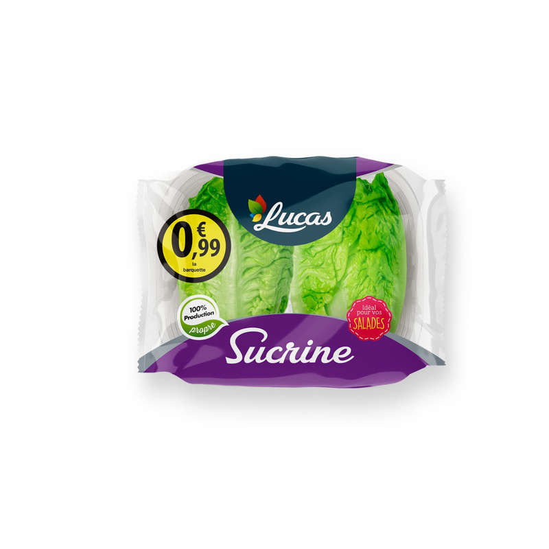 Sucrine salade Espagne