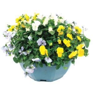 JARDIN DE VOS ENVIES-067530