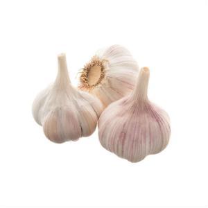 NO NAME CASINO-077294