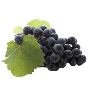 NO NAME CASINO-168410