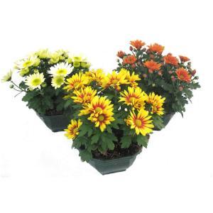 SICA KERISNEL-185426