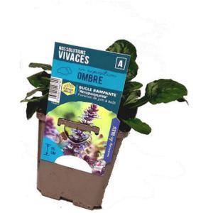 SICA KERISNEL-875941