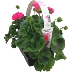 Jardin de vos envies-895916