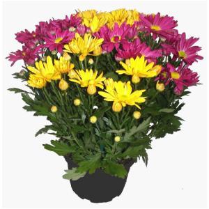 SICA KERISNEL-973147